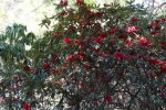 Rhodos_Burnie_2015_05