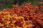 Rhodos_Burnie_2015_11