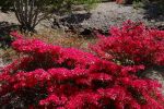 Rhodos_Burnie_2015_44
