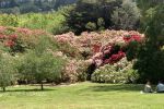 Lilydale Rhodos 2018_07