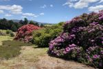 Lilydale Rhodos 2018_12