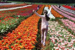 Tulip Festival 2016