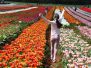 Tulip Festival 2016